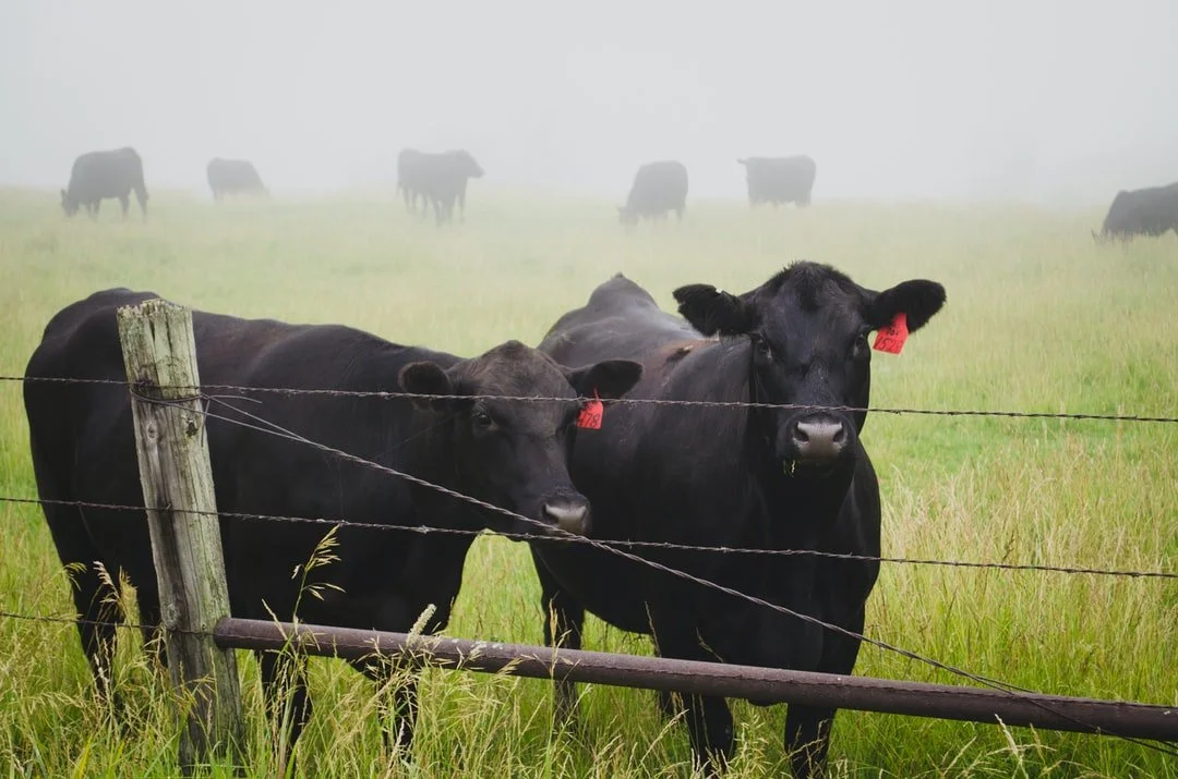 Cattle herd in a misty pasture