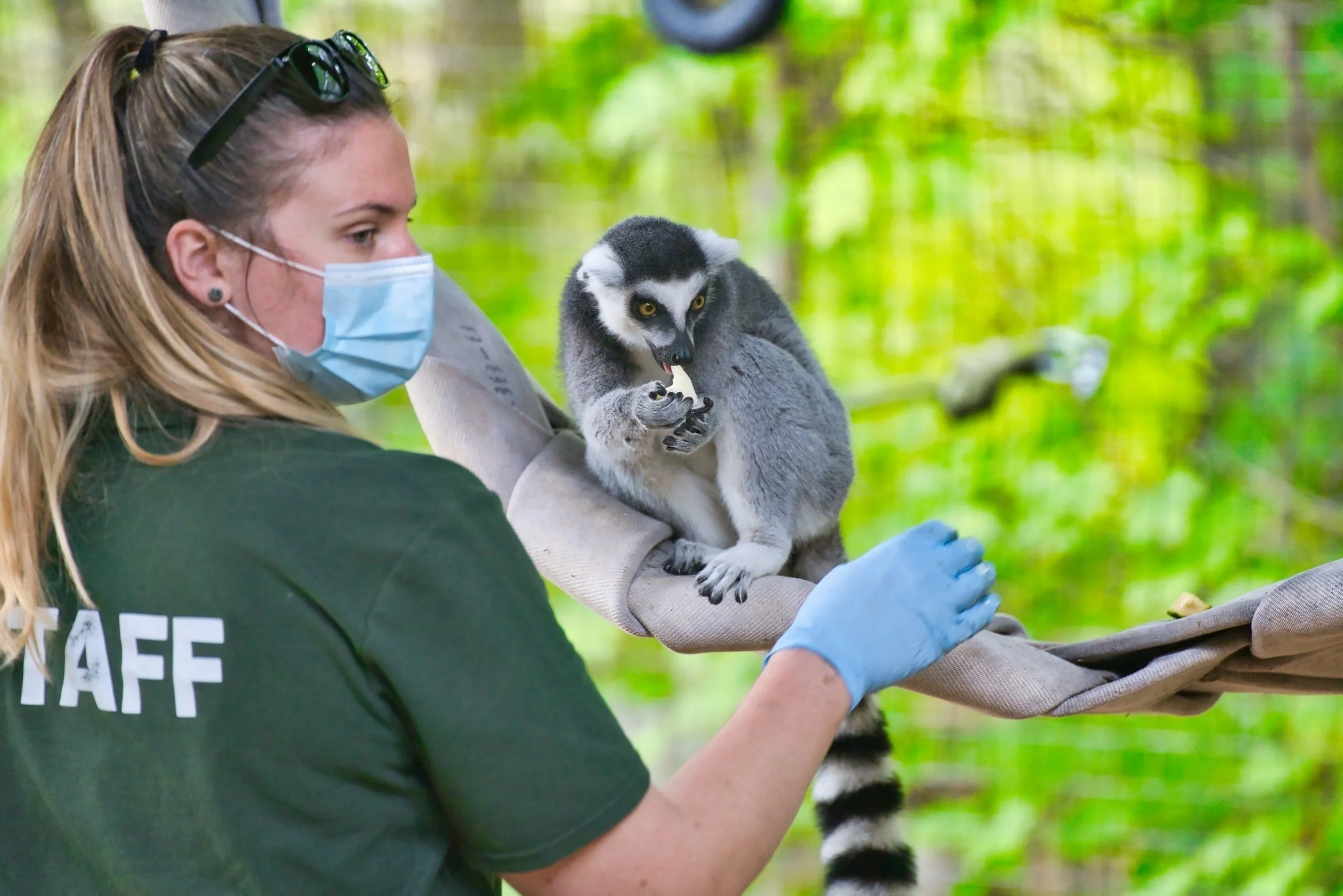 Researcher caring for a ring-tailed lemur