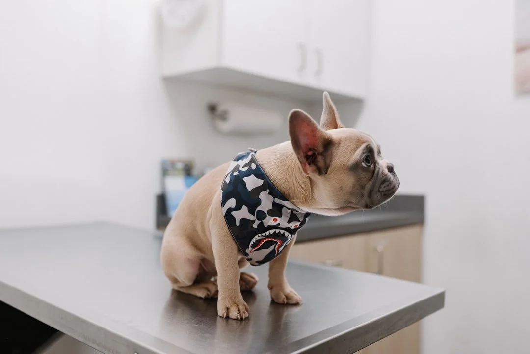 French bulldog sitting on a veterinary exam table